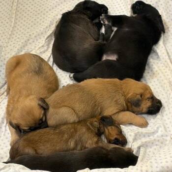 Smooth Collie and German Shepherd Dog Dogs Available for Adoption - Frittata | PetCurious