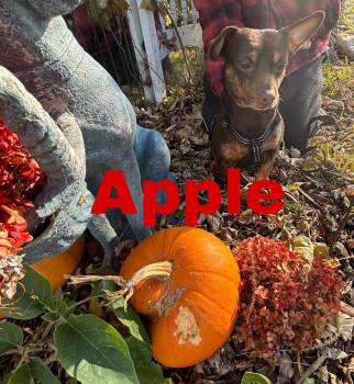 Rescue Miniature Pinscher and Chihuahua Dogs for Adoption - Apple 11 Lbs | PetCurious