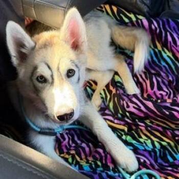 Taro -  Mixed Breed Dog for Adoption in Jeffersonville, Indiana - Taro | PetCurious