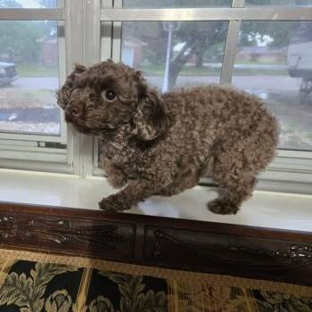 Sophie Claire -  Poodle Dog for Adoption in Houston, Texas - Sophie Claire | PetCurious