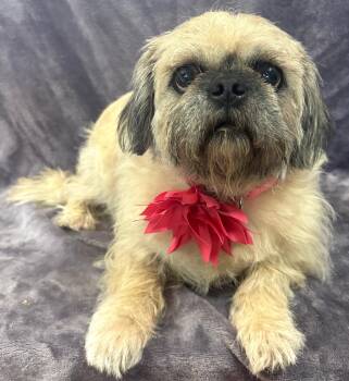 Rescue Pug and Shih Tzu Dogs for Adoption in Lodi, California - Bailey | PetCurious