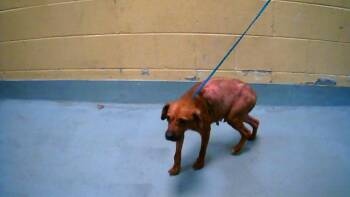 Pit Bull Terrier Dogs Available for Adoption in Tulsa, Oklahoma - LILO | PetCurious