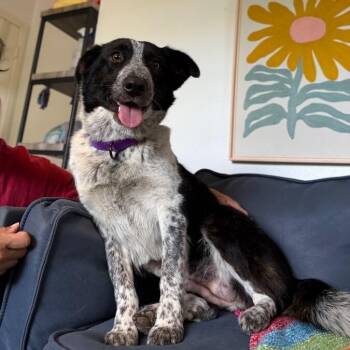 Border Collie and Australian Shepherd Dogs Available for Adoption in Friendswood, Texas - Tassie Sugar Sweet As Can Be | PetCurious