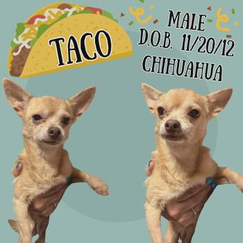 Chihuahua Dogs Available for Adoption in Caldwell, Texas - Taco | PetCurious
