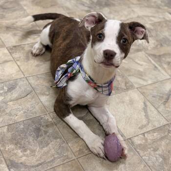 Lacy -  Terrier Dog for Adoption in Pilot Point, Texas - Lacy | PetCurious