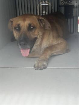 German Shepherd Dog and Mixed Breed Dogs Available for Adoption in Houston, Texas - A656600 | PetCurious