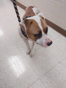 Bree -  Terrier Dog for Adoption in Mocksville, North Carolina - Bree | PetCurious