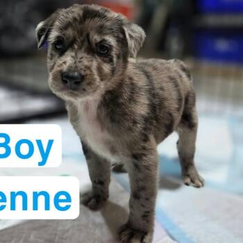 Cayenne -  Australian Shepherd and Mixed Breed Dog for Adoption in Olathe, Kansas - Cayenne | PetCurious