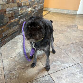 Rescue Maltese Dogs for Adoption in Tustin, California - Chloe - Available For Foster To Adopt | PetCurious