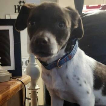 Brittany Spaniel and Mixed Breed Dogs Available for Adoption - Bridget | PetCurious