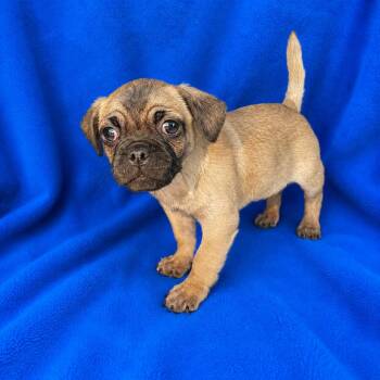 Jay -  Pug Dog for Adoption in Tucson, Arizona - Jay | PetCurious