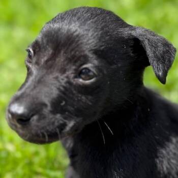 Chihuahua and Labrador Retriever Dogs Available for Adoption in Rollingwood, Texas - Joe | PetCurious