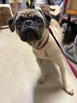 Cilantro -  Pug Dog for Adoption in Phoenix, Arizona - Cilantro | PetCurious