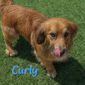 Dachshund Dogs Available for Adoption in Hohenwald, Tennessee - Curly | PetCurious