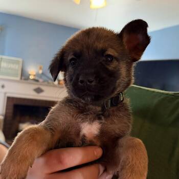 Shepherd Dogs Available for Adoption - Kylo | PetCurious