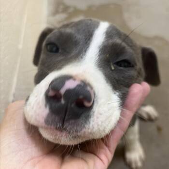 Lizzy -  Pit Bull Terrier and Mixed Breed Dog for Adoption in Palestine, Texas - Lizzy | PetCurious