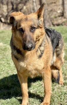 German Shepherd Dog Dogs Available for Adoption - Sedona | PetCurious