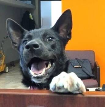 Cosmo (36 lbs) -  Border Collie Dog for Adoption in Mississauga, Ontario - Cosmo (36 Lbs) | PetCurious