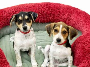 WALDA -  Labrador Retriever and Mixed Breed Dog for Adoption in Fort Lauderdale, Florida - WALDA | PetCurious
