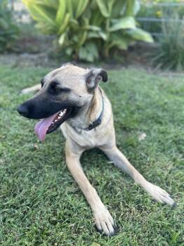 Rescue Shepherd and Belgian Shepherd Malinois Dogs for Adoption in Wilton, California - Brooklyn | PetCurious