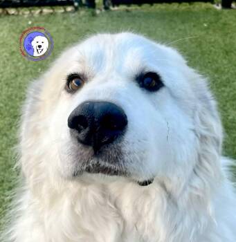 Great Pyrenees Dogs Available for Adoption - Garvey | PetCurious