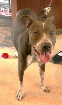 Australian Cattle Dog Blue Heeler and Pit Bull Terrier Dogs Available for Adoption - TACO PACO | PetCurious