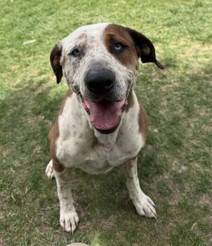 Great Dane and Catahoula Leopard Dog Dogs Available for Adoption in Durango, Colorado - Jasper  | PetCurious