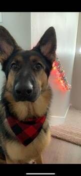 Rescue German Shepherd Dog Dogs for Adoption in San Antonio, Texas - BO | PetCurious