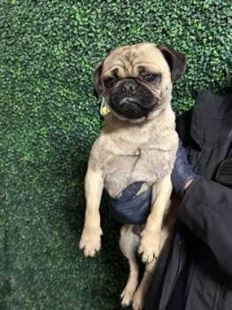 Pug and Mixed Breed Dogs Available for Adoption in El Paso, Texas - 60916191 | PetCurious