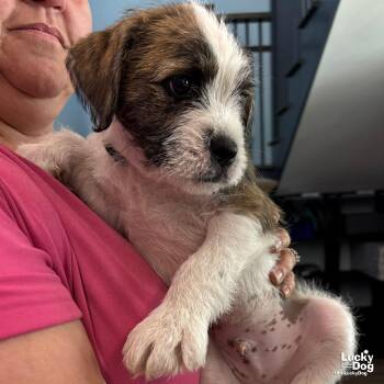 Terrier Dogs Available for Adoption in Washington, District Of Columbia - Nutty | PetCurious