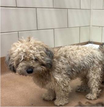 Havanese and Terrier Dogs Available for Adoption - Waffle | PetCurious