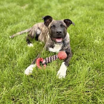 Spencer -  Plott Hound and Mixed Breed Dog for Adoption in Shakopee, Minnesota - Spencer | PetCurious