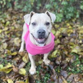 Rescue Pit Bull Terrier and Rhodesian Ridgeback Dogs for Adoption in Ridgely, Maryland - Bloom | PetCurious