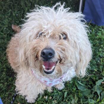 Tweety -  Mixed Breed Dog for Adoption in Philadelphia, Pennsylvania - Tweety | PetCurious