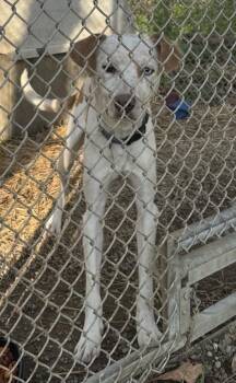 Whippet and Mixed Breed Dogs Available for Adoption in Saint Clairsville, Ohio - Theo | PetCurious