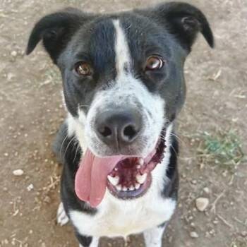 Gus -  Border Collie Dog for Adoption in Tunica, Mississippi - Gus | PetCurious
