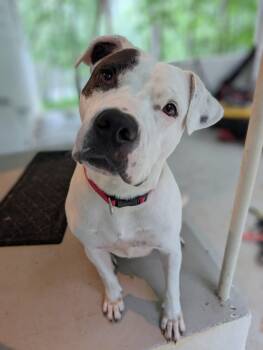 Rescue Pit Bull Terrier Dogs for Adoption in Saratoga Springs, New York - Phinnie | PetCurious