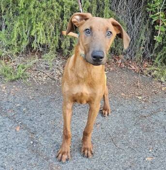 Rescue Rhodesian Ridgeback and Labrador Retriever Dogs for Adoption in Elfin Forest, California - Jojo | PetCurious