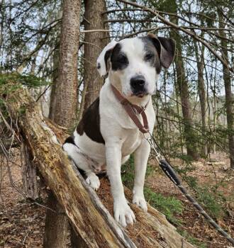 Labrador Retriever and Border Collie Dogs Available for Adoption - Andi *In New England  | PetCurious