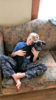 Mixed Breed Dogs Available for Adoption in Dorr, Michigan - Kirby | PetCurious