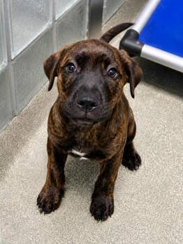 Elowen -  Labrador Retriever and Mixed Breed Dog for Adoption - Elowen | PetCurious