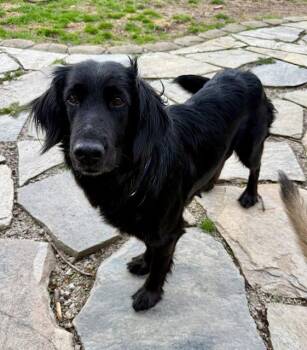 Flat Coated Retriever Dogs Available for Adoption in Fort Wayne, Indiana - Lucinda | PetCurious