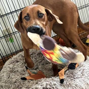 Redbone Coonhound Dogs Available for Adoption in Avon, Ohio - Jessie | PetCurious