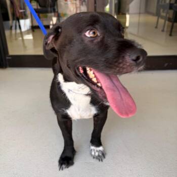 Homer -  Mixed Breed Dog for Adoption in Lake Jackson, Texas - Homer | PetCurious