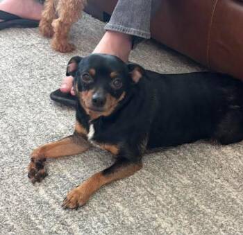 Bean -  Chihuahua and Miniature Pinscher Dog for Adoption in Bella Vista, Arkansas - Bean | PetCurious