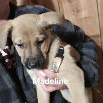 Rescue Mixed Breed Dogs for Adoption in Tomah, Wisconsin - Madeline | PetCurious
