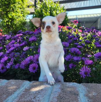 Chihuahua and Terrier Dogs Available for Adoption - Voodew | PetCurious
