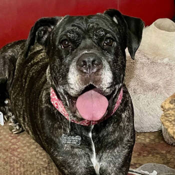 Rescue Presa Canario and Cane Corso Dogs for Adoption in Manchester, Pennsylvania - Molly | PetCurious