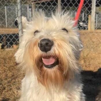 Rescue Mixed Breed Dogs for Adoption in Helena, Alabama - Echo | PetCurious