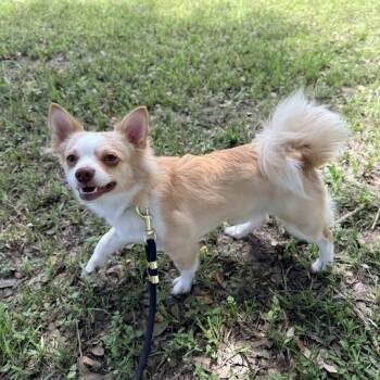 Tuck -  Chihuahua Dog for Adoption in Carencro, Louisiana - Tuck | PetCurious